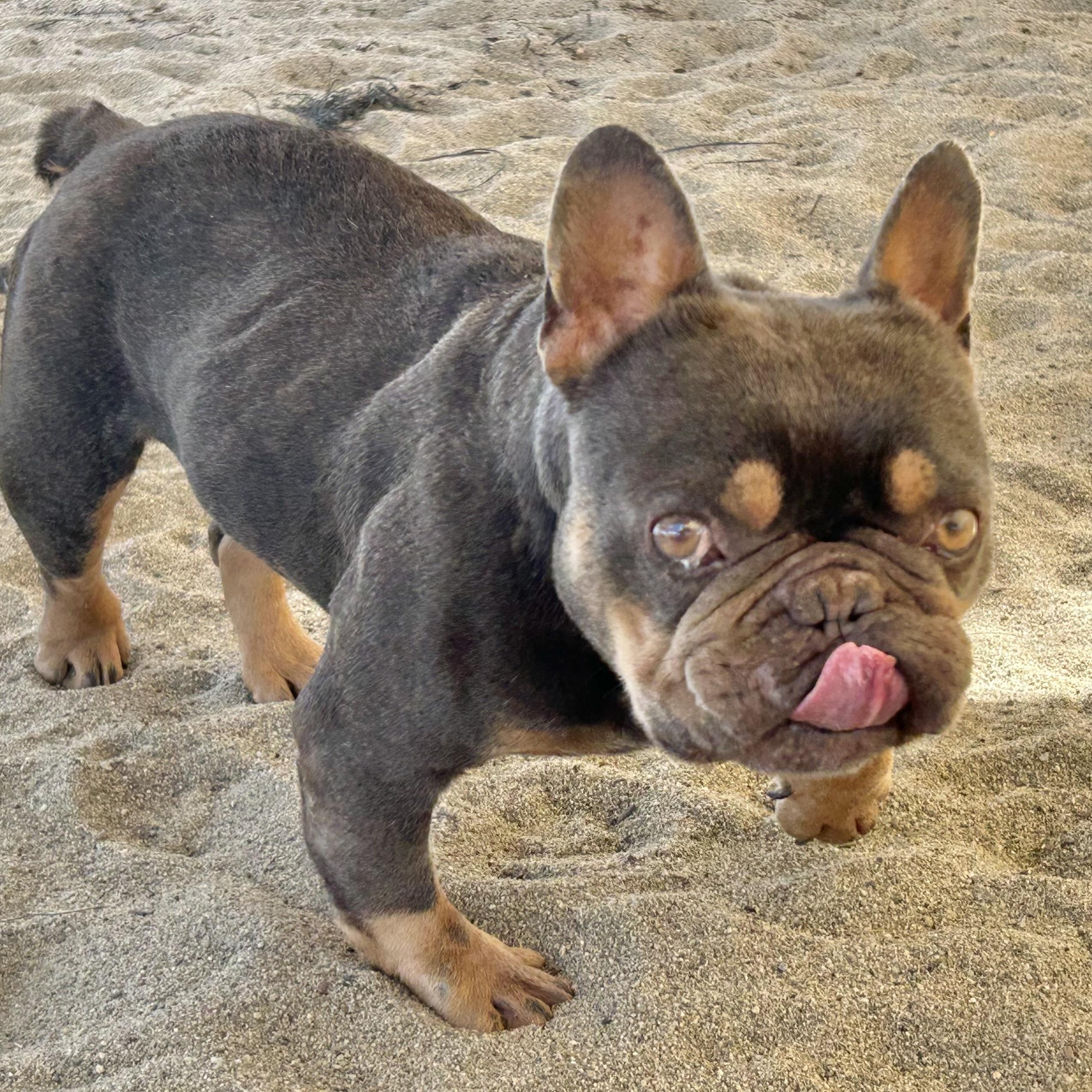 Enlarge Cadbury, an adoptable French Bulldog in Folsom, CA image 1/6