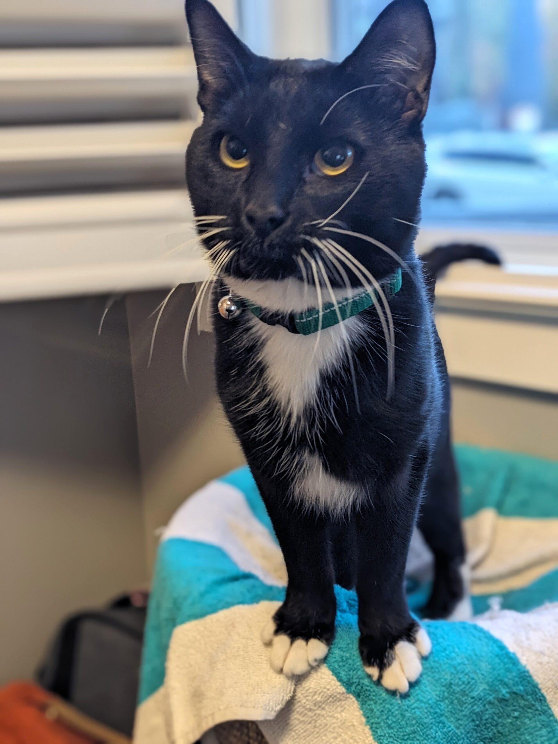 Haskap, Adoptable, Adult Male Domestic Short Hair.