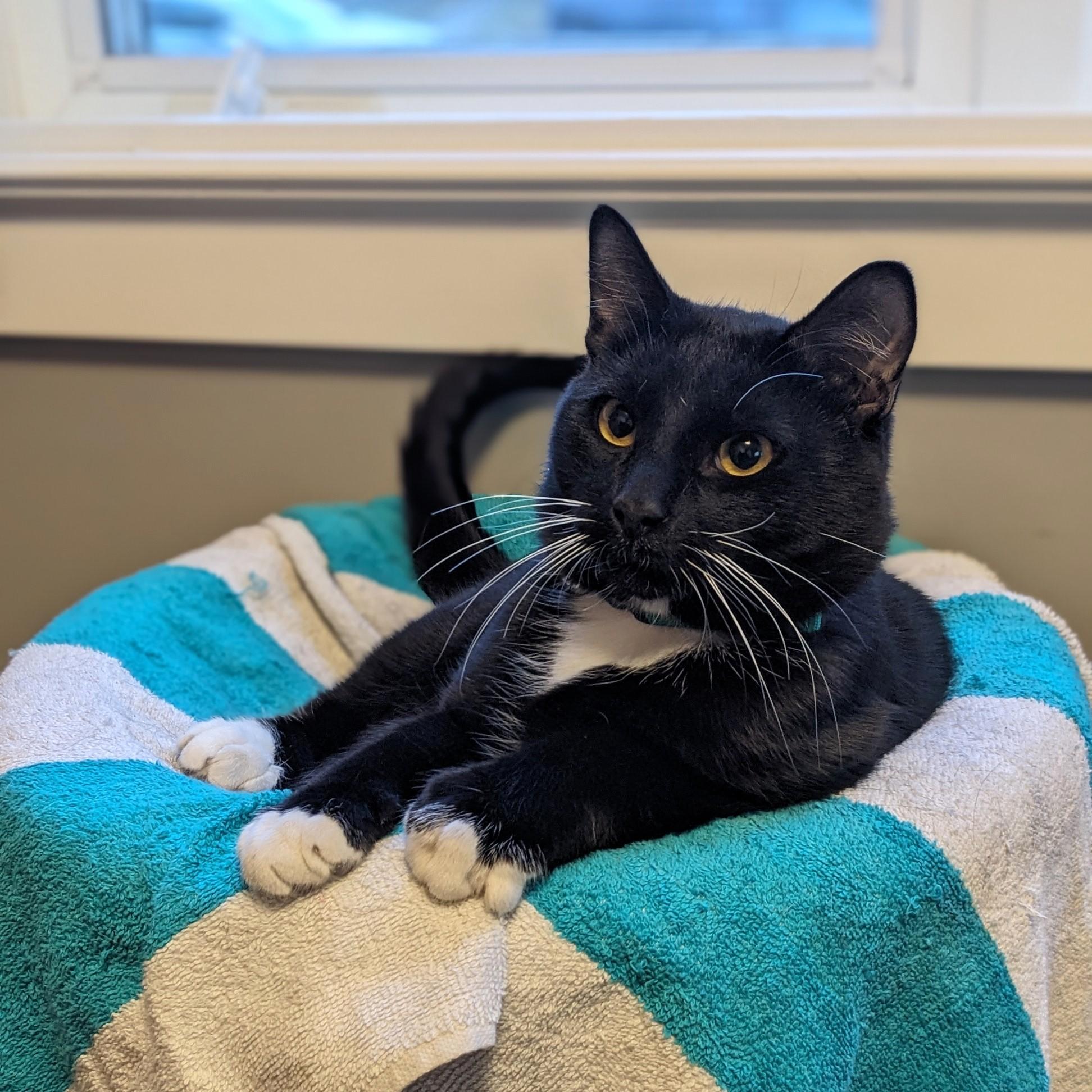 Haskap, a Adoptable Domestic Short Hair in Calgary, AB image 3/3