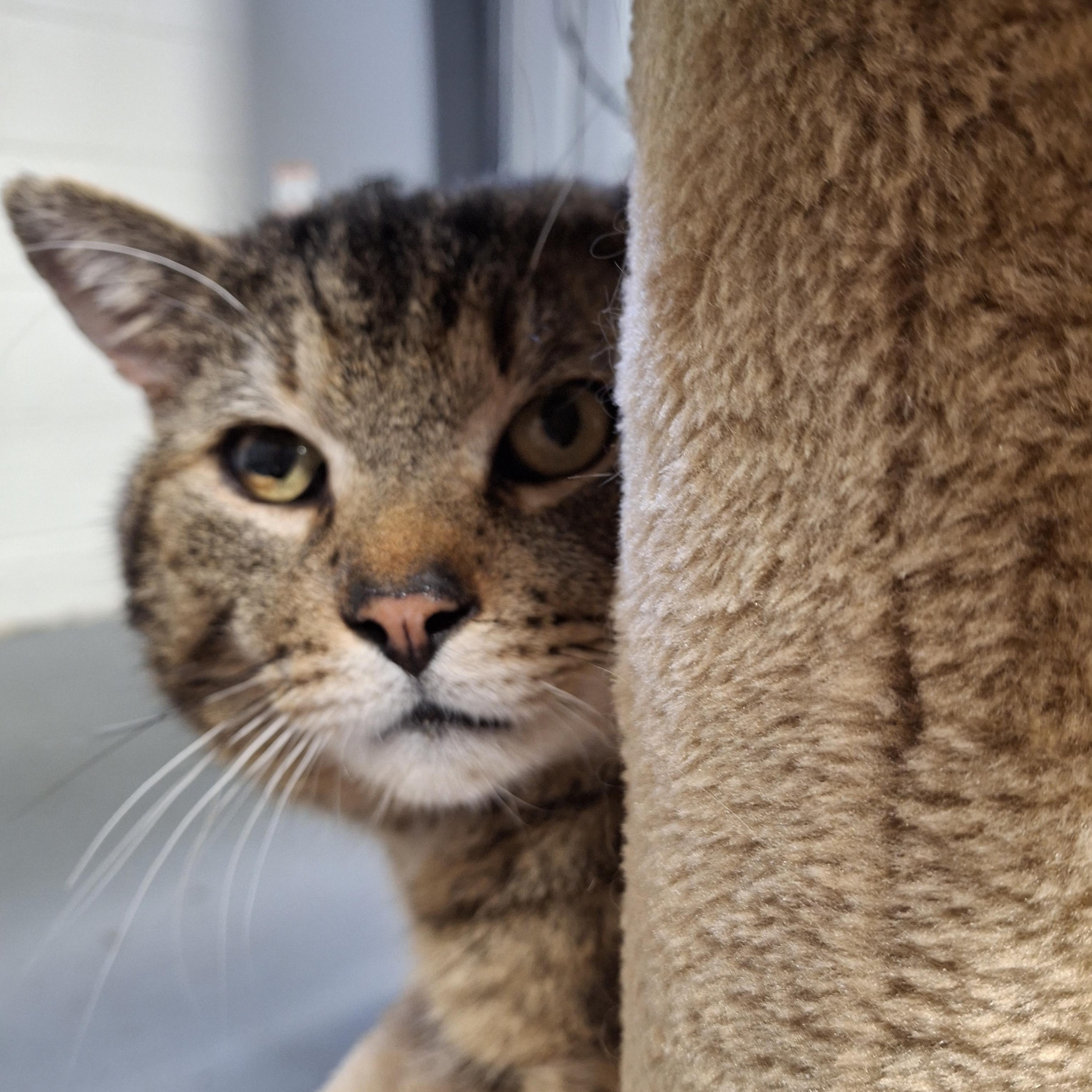 Sir Walton, adopted, Adult Male Domestic Short Hair.