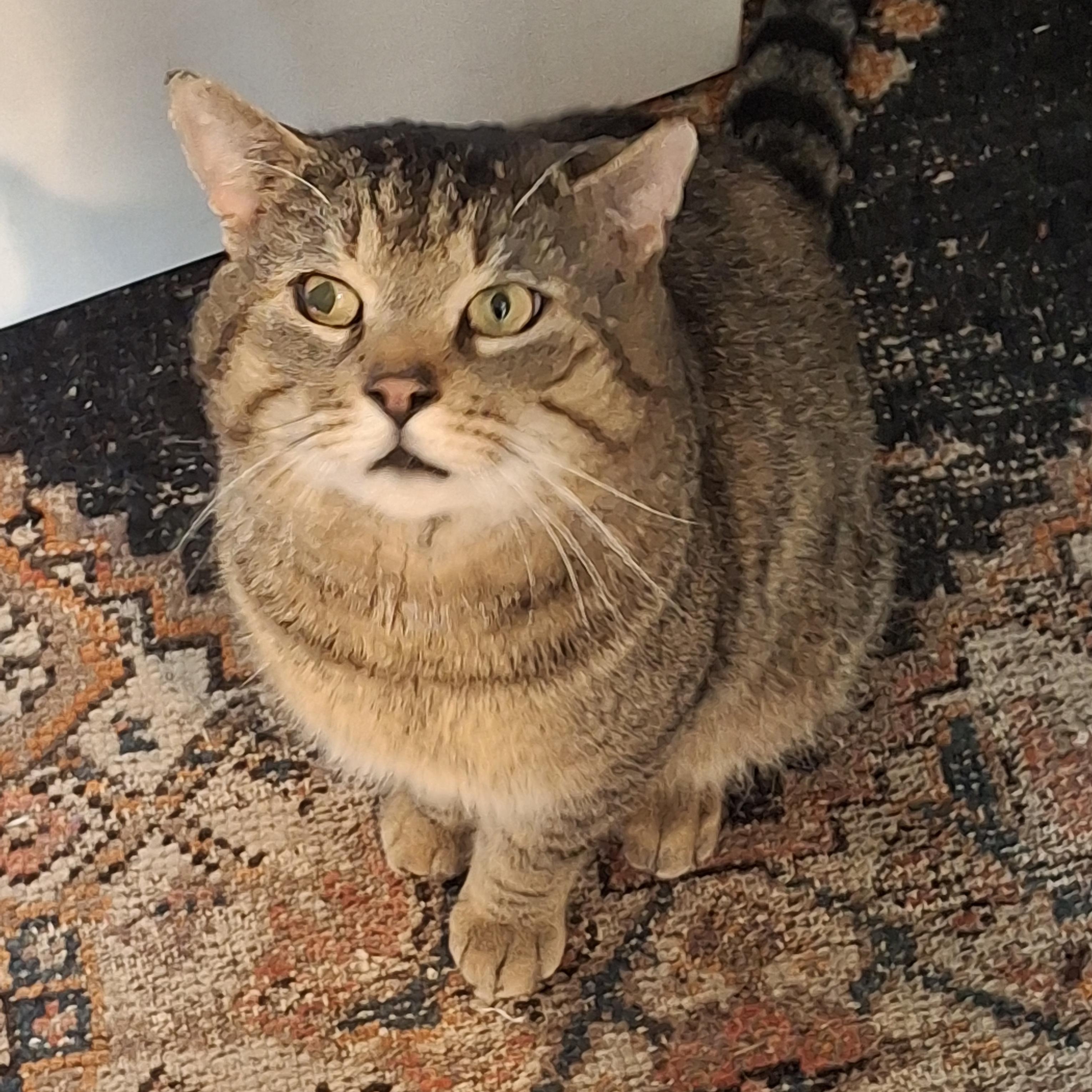 Enlarge Sir Walton, an adopted Domestic Short Hair in Honeoye, NY image 2/2