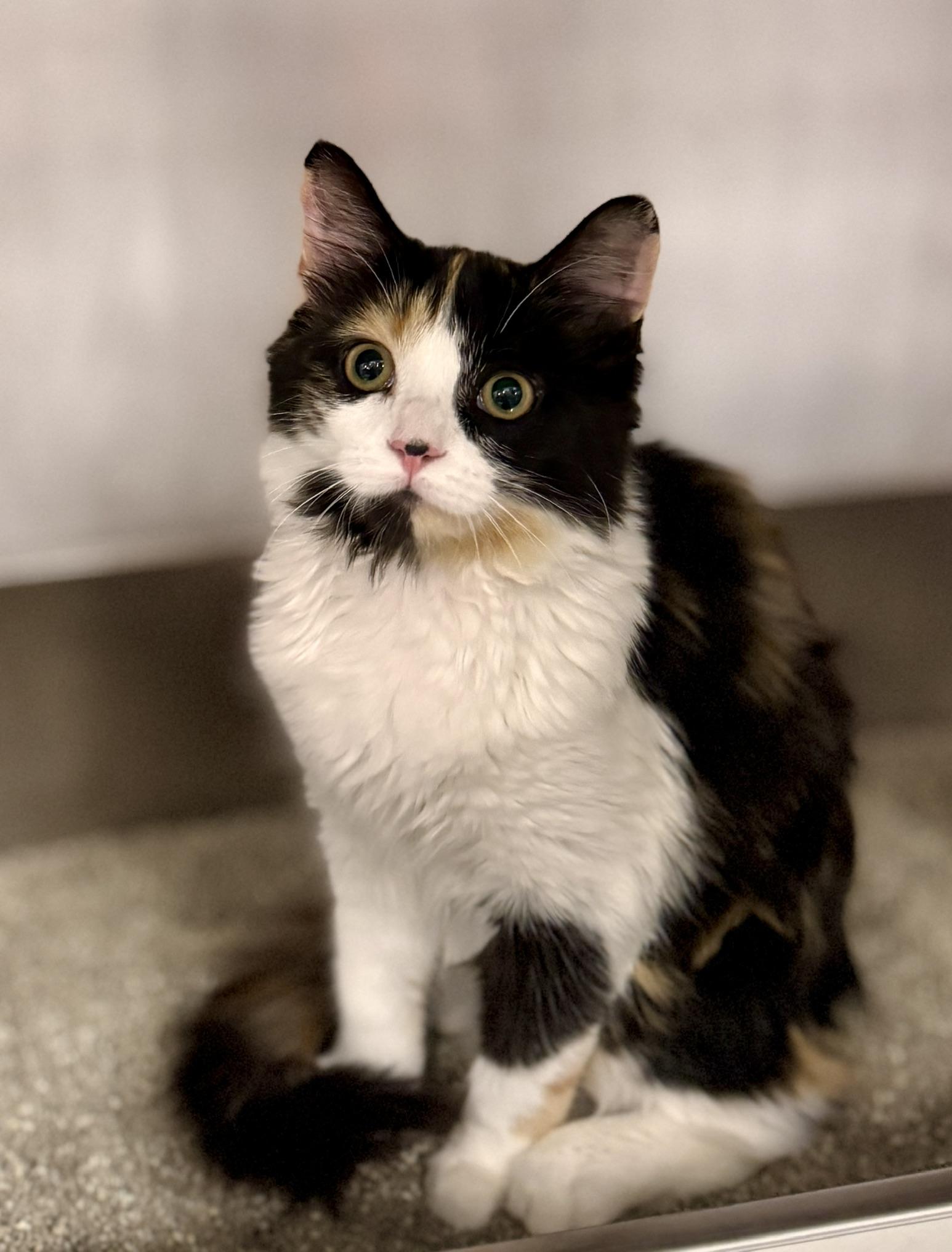 Gianna @ Livonia PetSmart