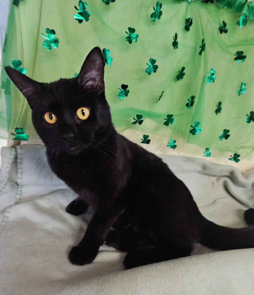 Licorice, Adoptable, Adult Female Domestic Short Hair.