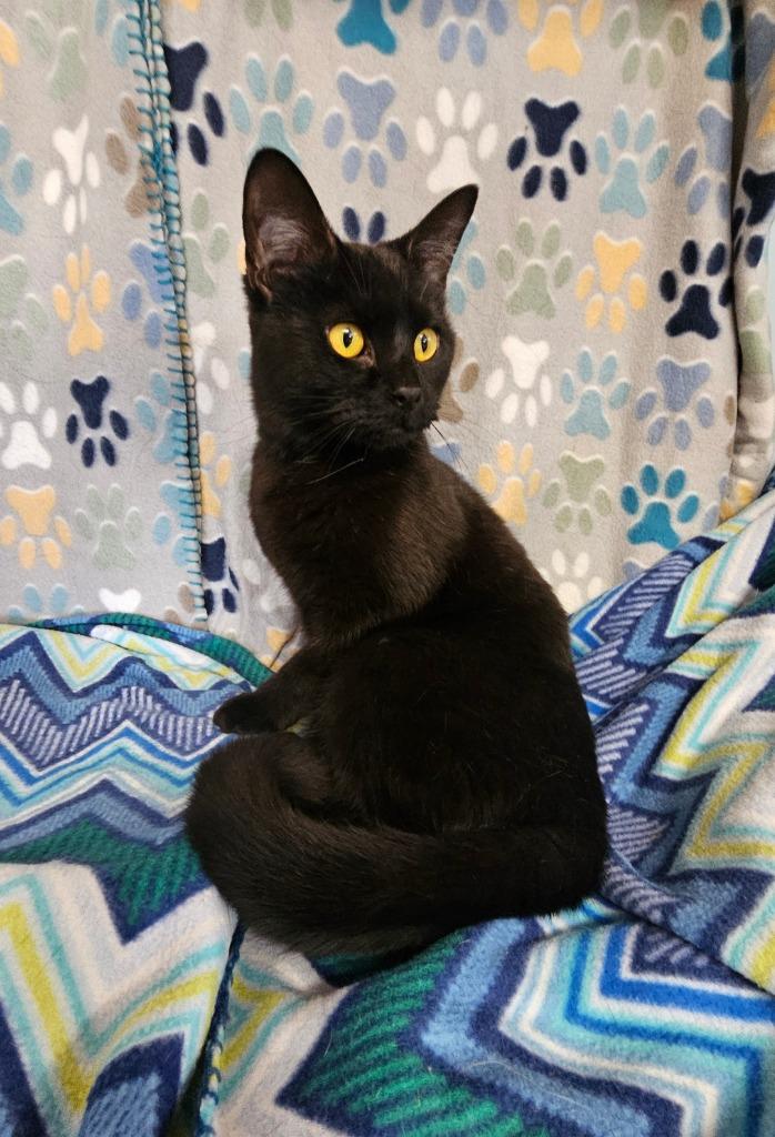 Enlarge Licorice, a Adoptable mixed breed in Wabash, IN image 2/3