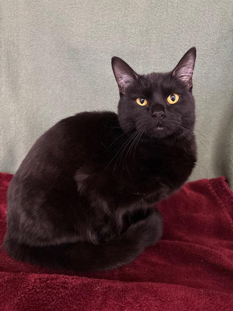 Enlarge Licorice, a Adoptable mixed breed in Wabash, IN image 2/2
