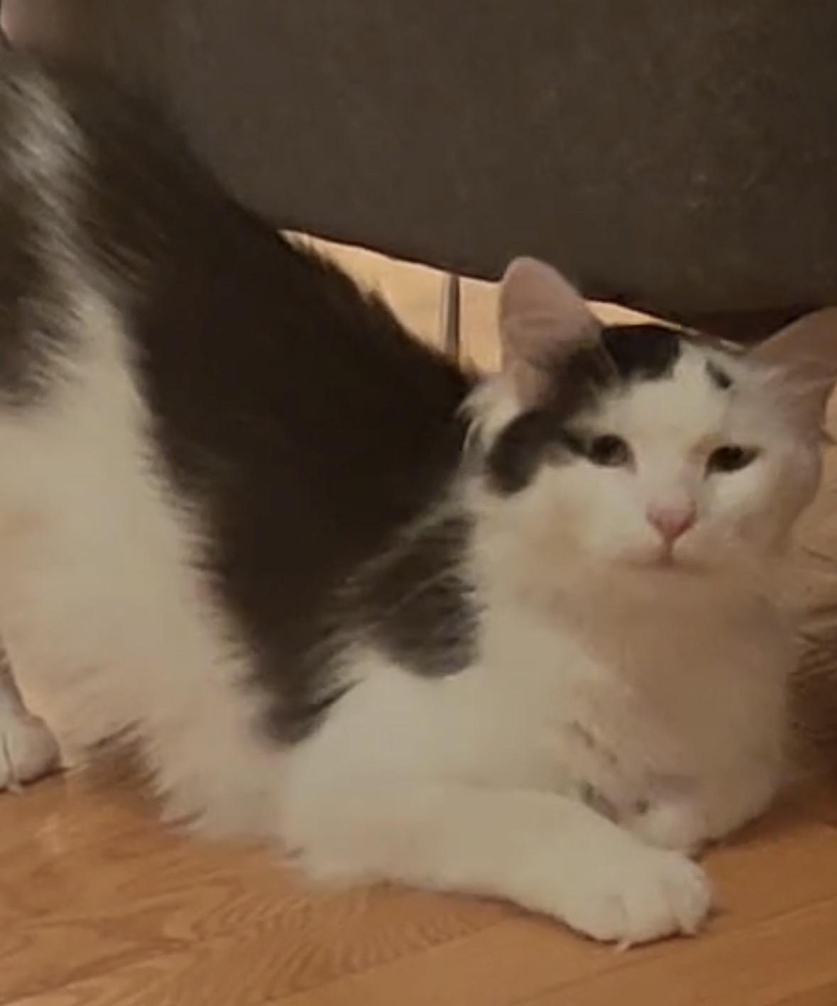 Enlarge Channel ( sweet Long haired beauty), a ADOPTABLE Domestic Long Hair in Staten island, NY image 5/6