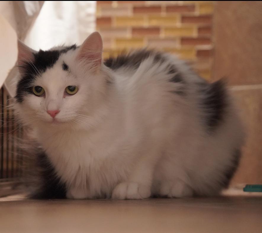 Enlarge Channel ( sweet Long haired beauty), a ADOPTABLE Domestic Long Hair in Staten island, NY image 3/6