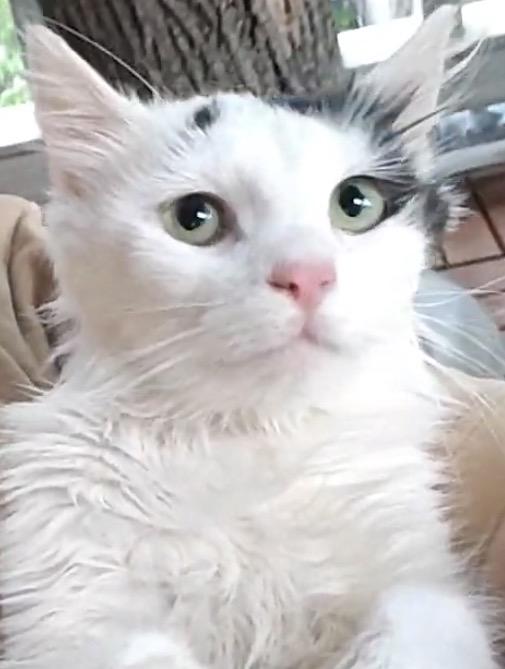 Enlarge Channel ( sweet Long haired beauty), a ADOPTABLE Domestic Long Hair in Staten island, NY image 1/6