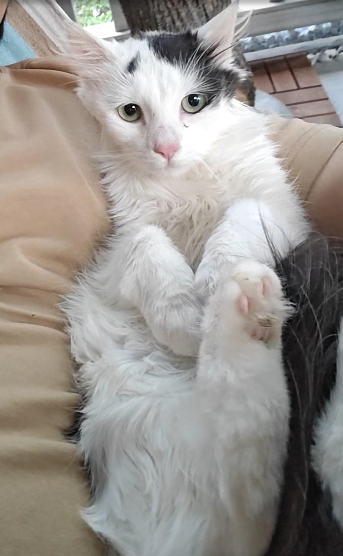 Enlarge Channel ( sweet Long haired beauty), a ADOPTABLE Domestic Long Hair in Staten island, NY image 2/6