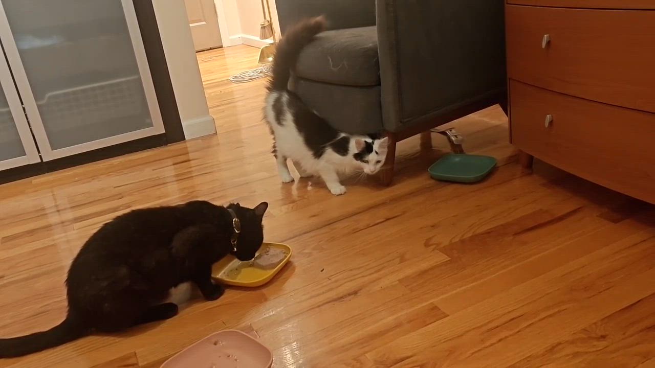 Enlarge Channel ( sweet Long haired beauty), a ADOPTABLE Domestic Long Hair in Staten island, NY video 4/6