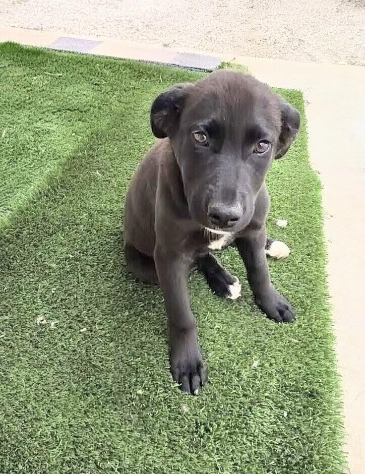 Abe, Adoptable, Puppy Male Labrador Retriever & Mixed Breed.