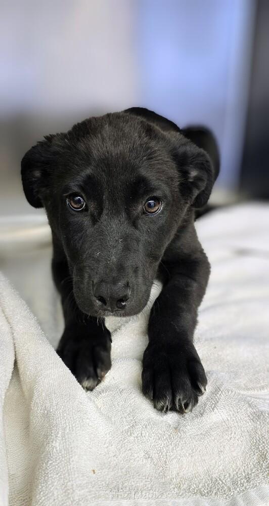Abe, a Adoptable mixed breed in Evergreen, CO image 3/3