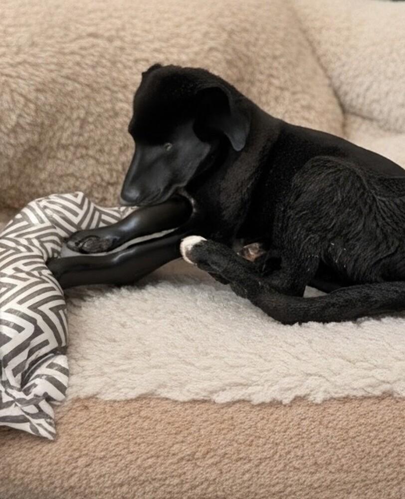 Abe, a Adoptable mixed breed in Evergreen, CO image 2/3