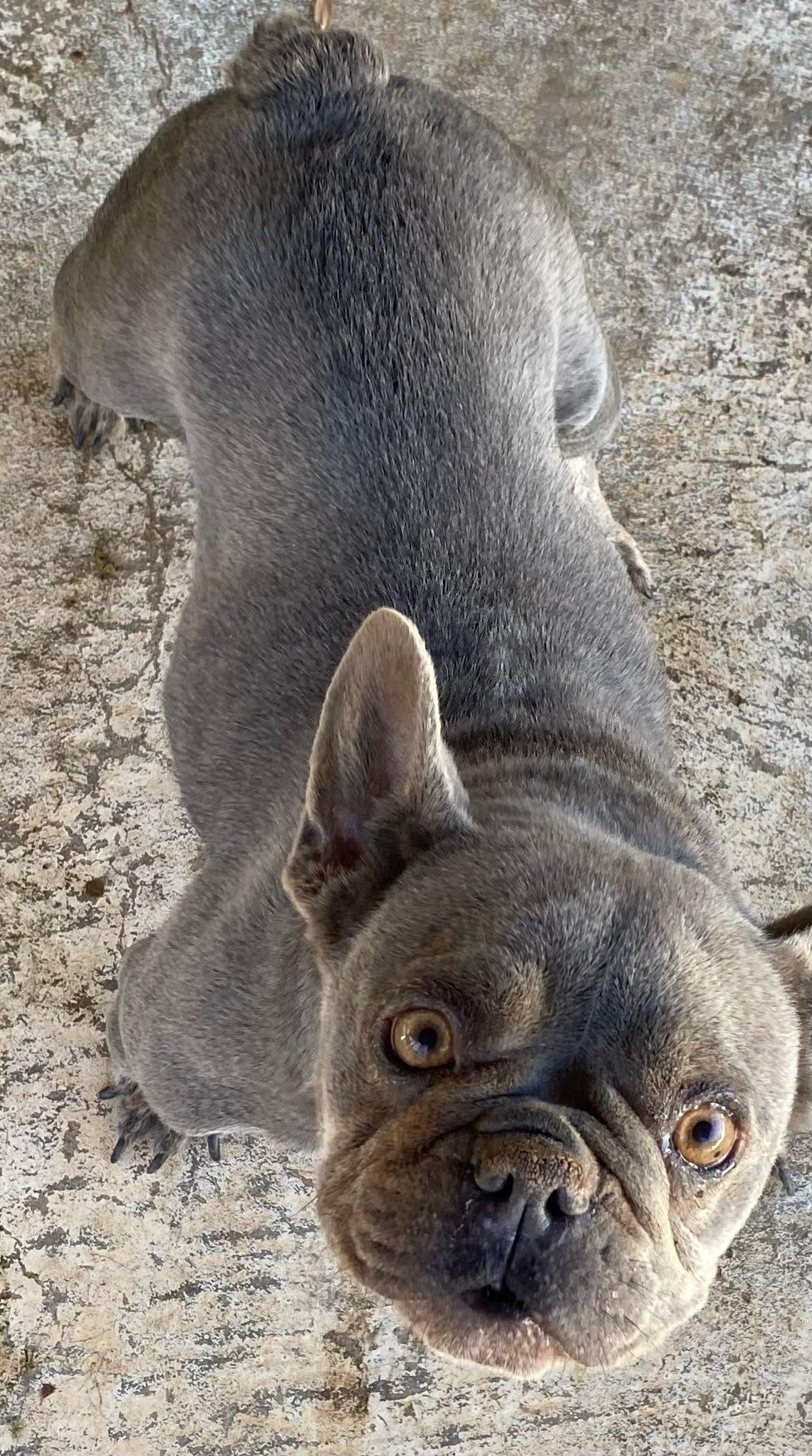 Stormy, Adoptable, Adult Female French Bulldog.