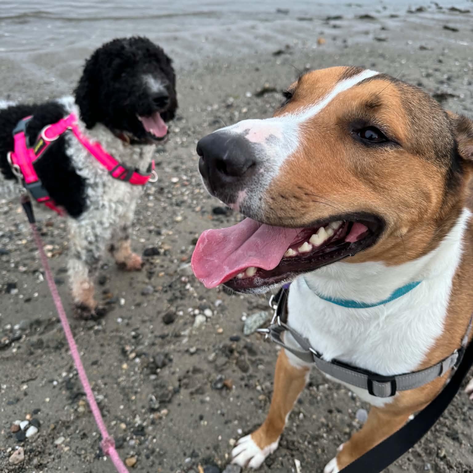 Enlarge Titan, a Adoptable mixed breed in Groton, CT image 2/6