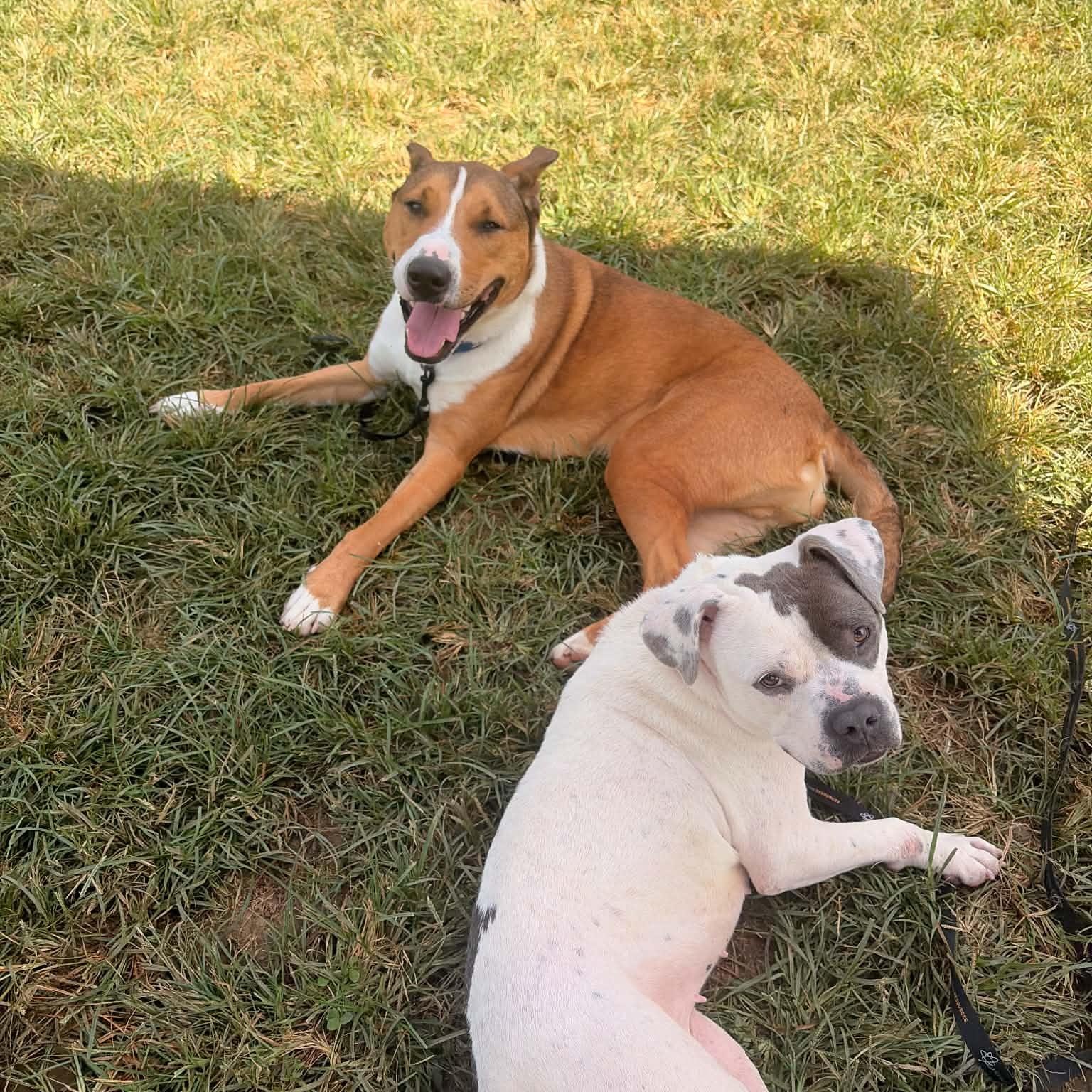 Enlarge Titan, a ADOPTABLE mixed breed in Groton, CT image 5/6