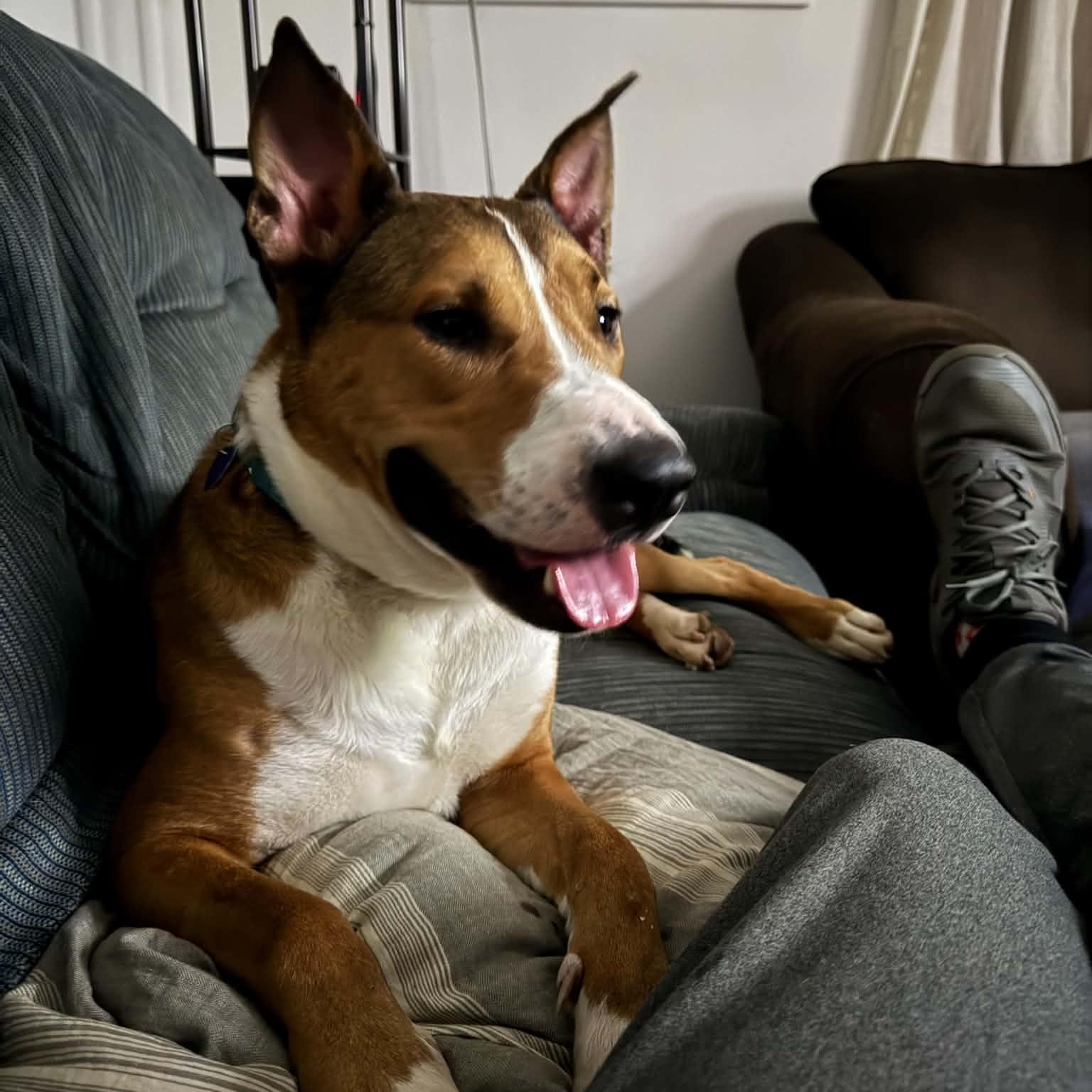 Enlarge Titan, a Adoptable mixed breed in Groton, CT image 1/6