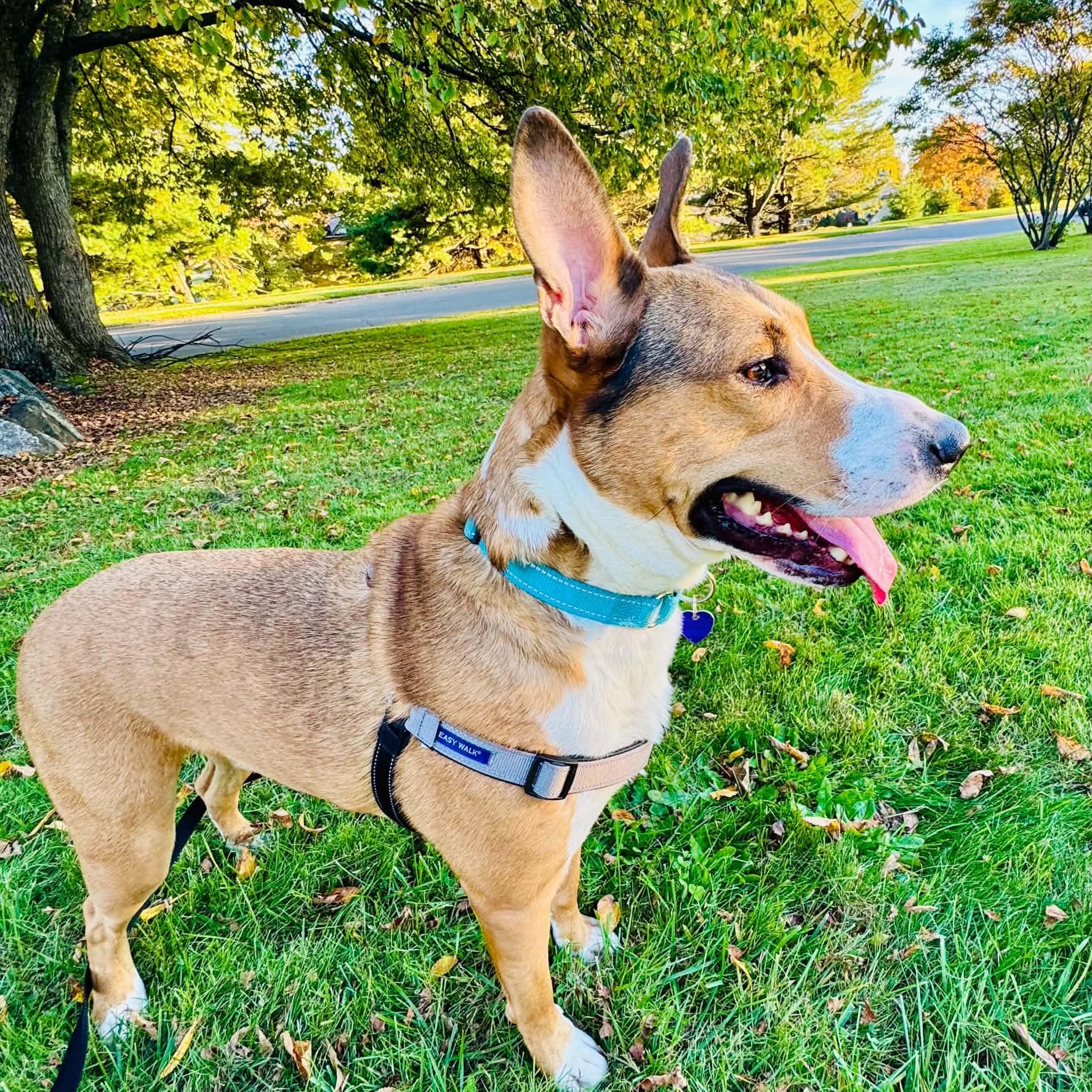 Enlarge Titan, a Adoptable mixed breed in Groton, CT image 5/6