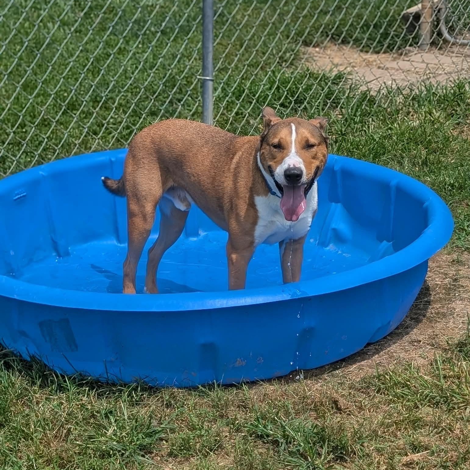 Enlarge Titan, a ADOPTABLE mixed breed in Groton, CT image 2/6