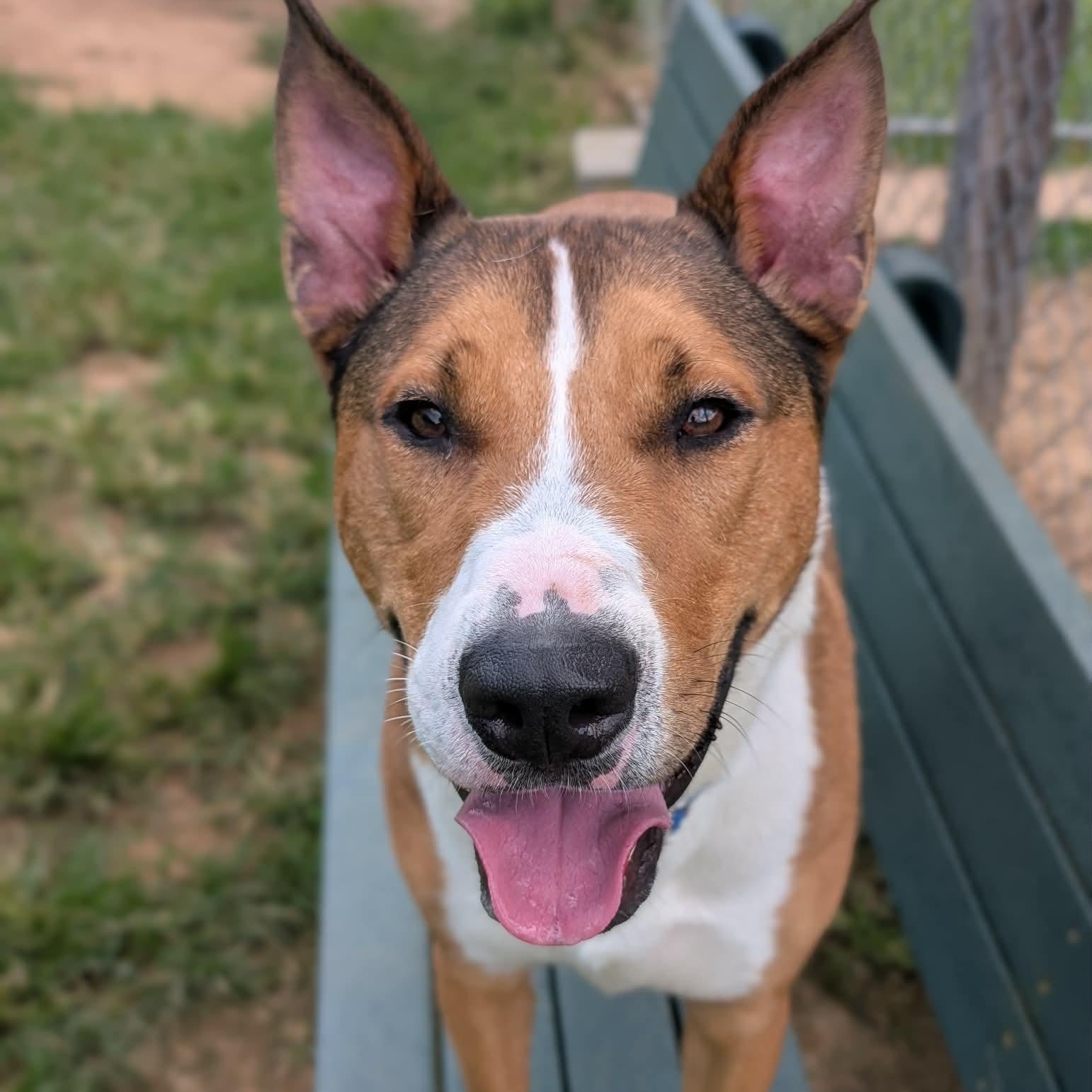 Titan, ADOPTABLE, Adult Male Collie & Shepherd.