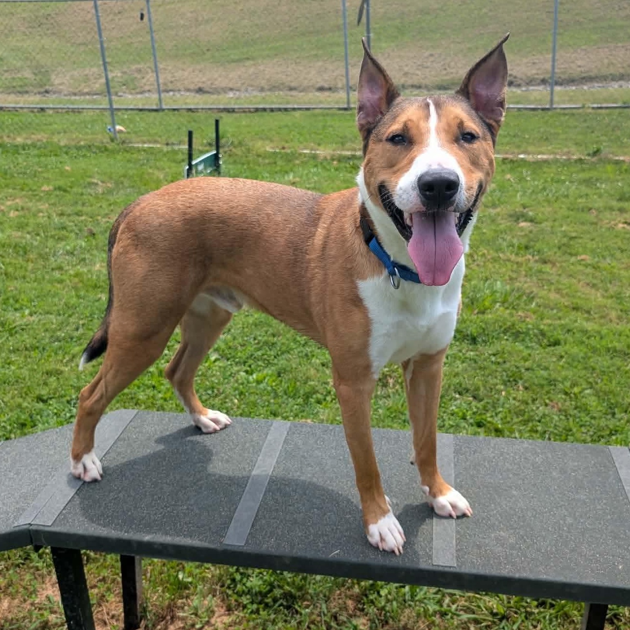 Enlarge Titan, a ADOPTABLE mixed breed in Groton, CT image 3/6