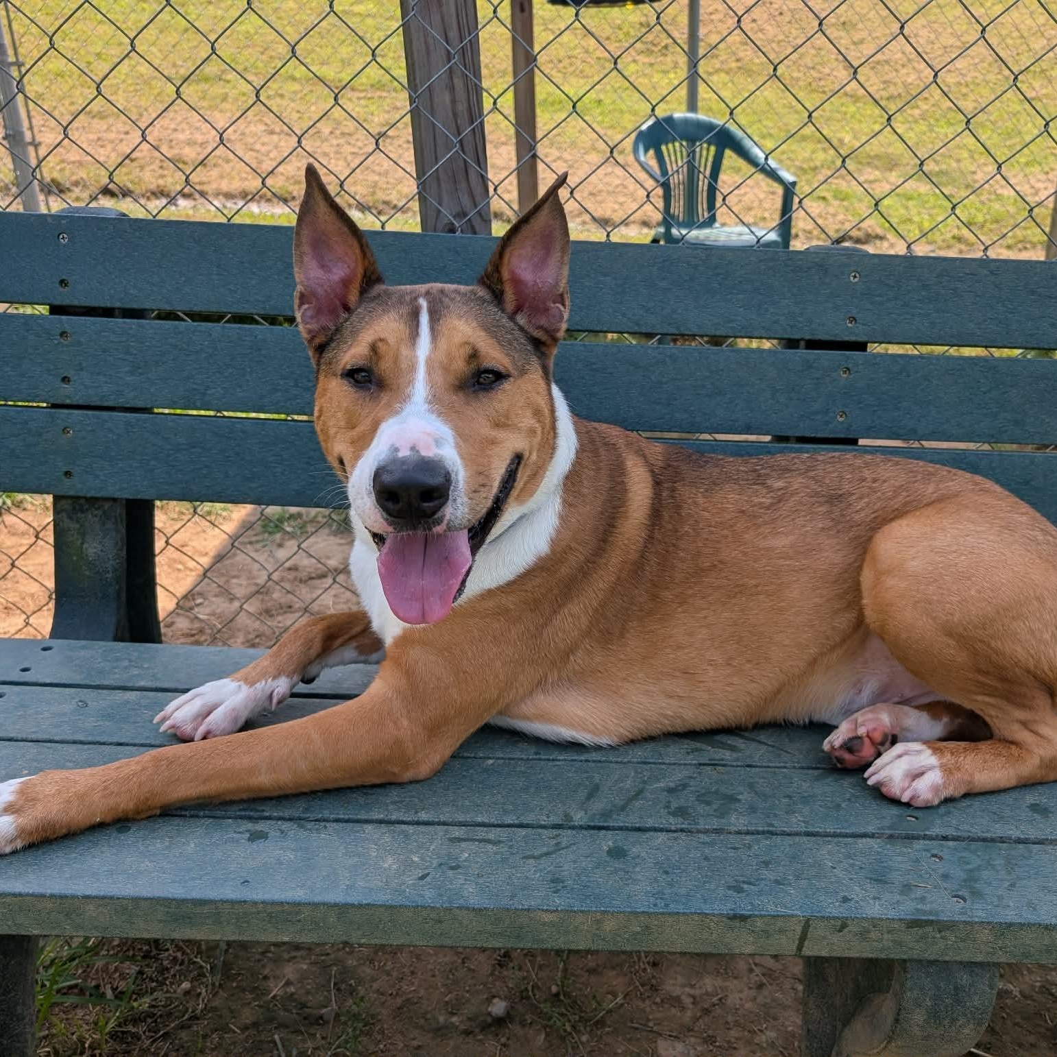 Enlarge Titan, a ADOPTABLE mixed breed in Groton, CT image 4/6