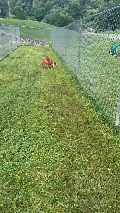 Enlarge Titan, a ADOPTABLE mixed breed in Groton, CT video 6/6