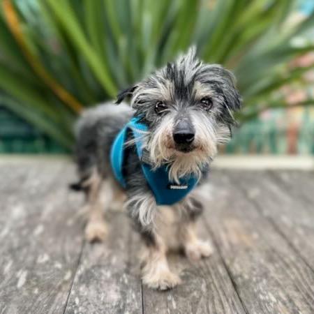 Simba, Adoptable, Senior Male Terrier.
