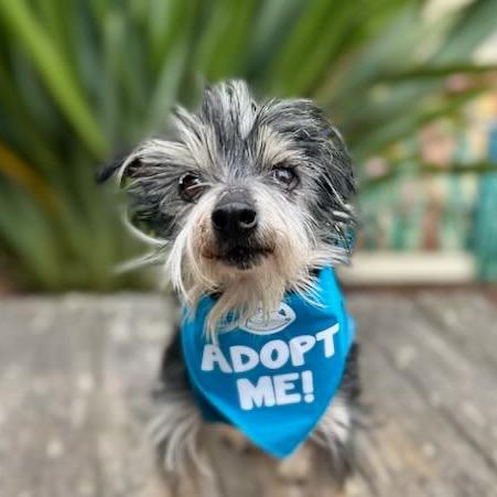 Enlarge Simba, a Adoptable Terrier in Pacific Grove, CA image 3/6
