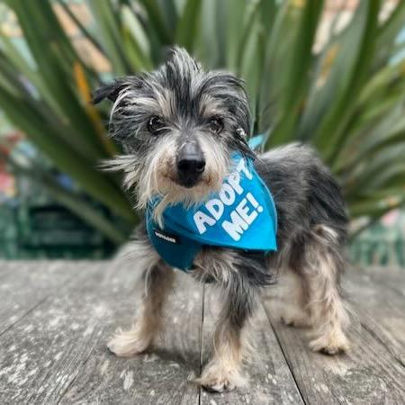 Enlarge Simba, a Adoptable Terrier in Pacific Grove, CA image 5/6