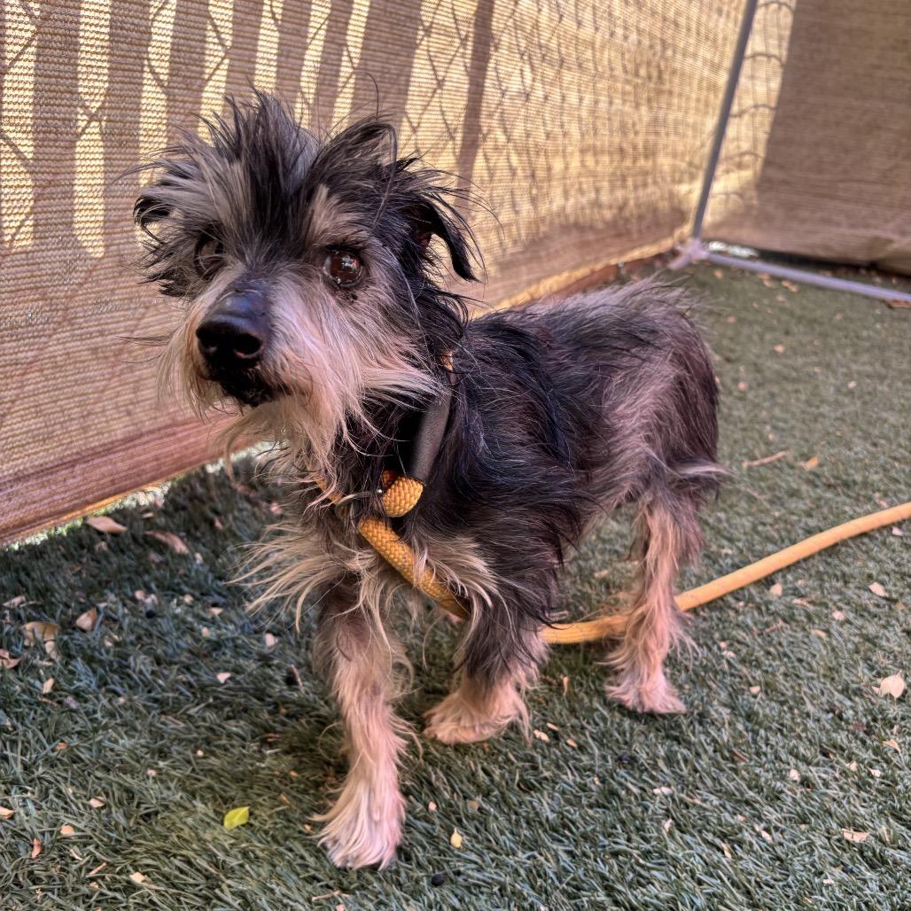 Enlarge Simba, a Adoptable Terrier in Pacific Grove, CA image 6/6