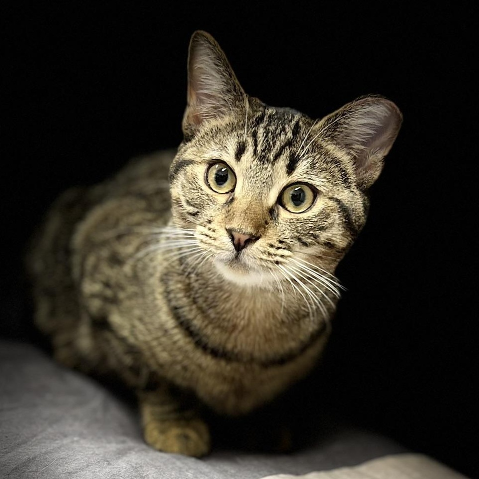 Enlarge Guinness (m) & Grey Goose (m), a Adoptable mixed breed in Fresh Meadows, NY image 5/5