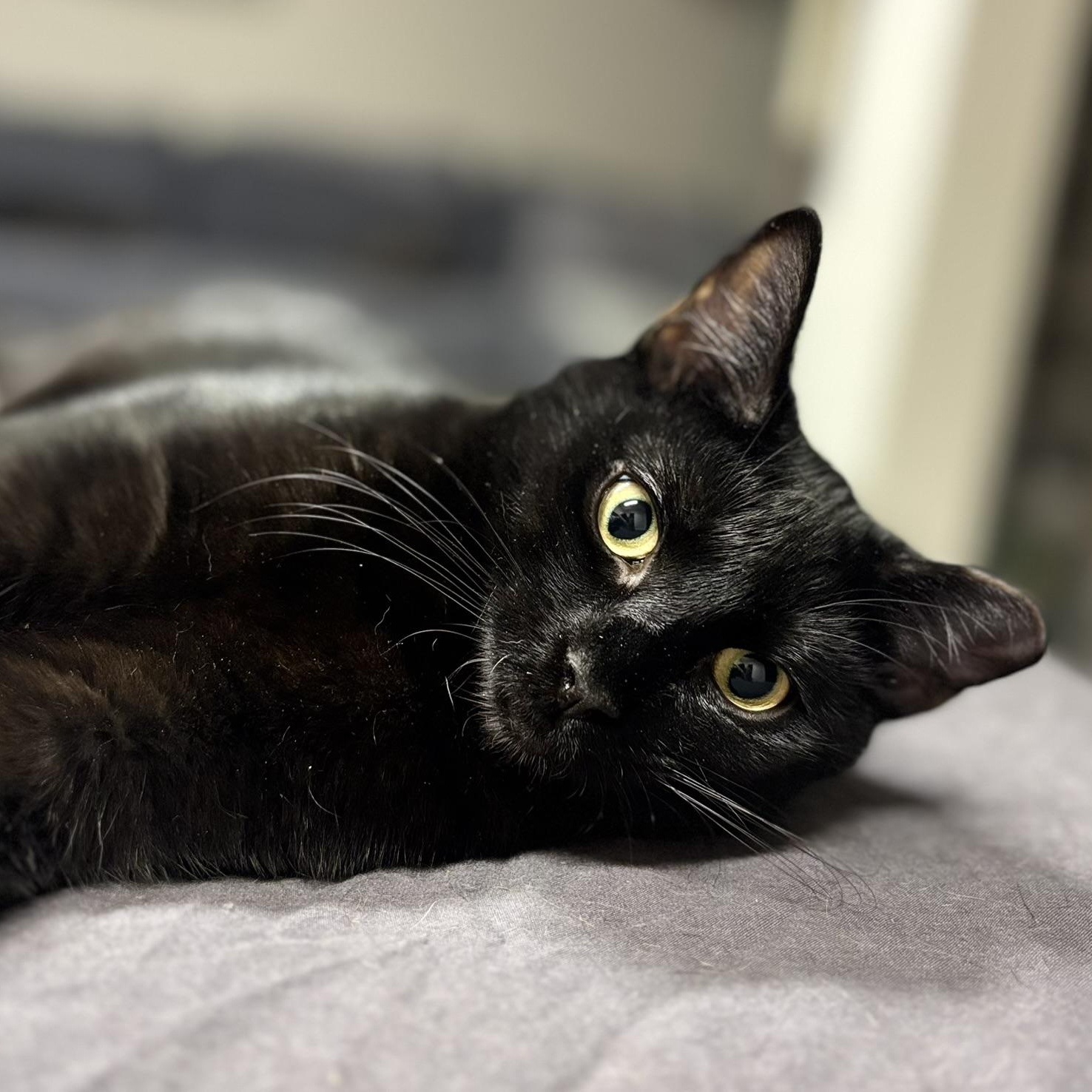 Enlarge Guinness (m) & Grey Goose (m), a Adoptable mixed breed in Fresh Meadows, NY image 4/5