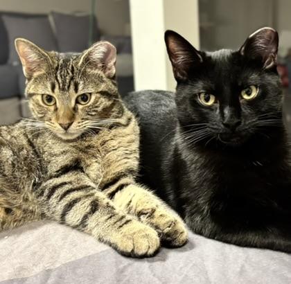 Enlarge Guinness (m) & Grey Goose (m), a Adoptable mixed breed in Fresh Meadows, NY image 1/5