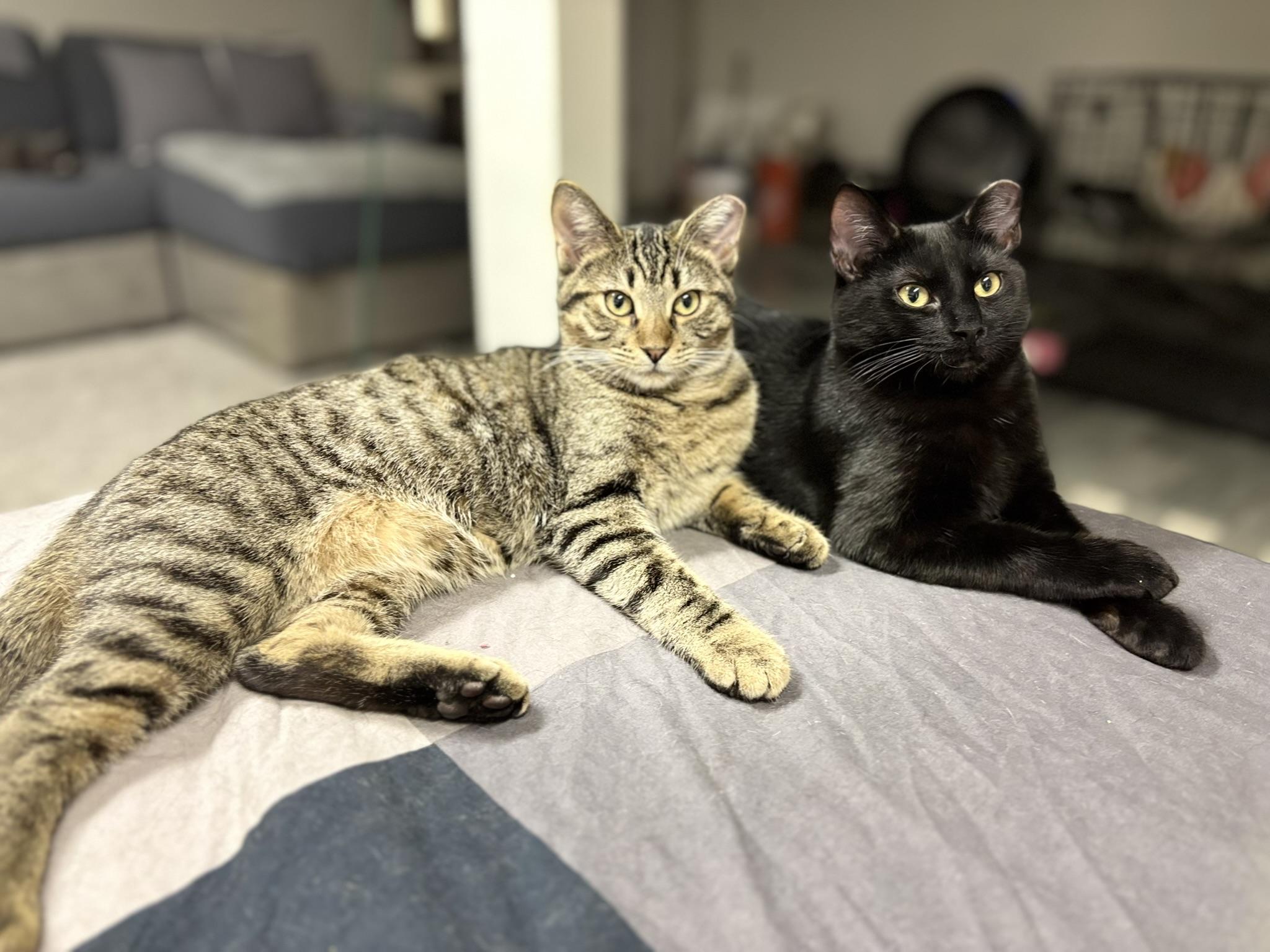 Enlarge Guinness (m) & Grey Goose (m), a Adoptable mixed breed in Fresh Meadows, NY image 2/5