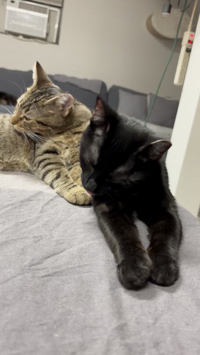Enlarge Guinness (m) & Grey Goose (m), a Adoptable mixed breed in Fresh Meadows, NY video 3/5