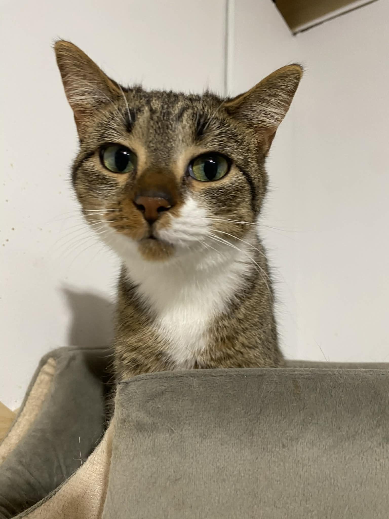 Enlarge Penny , a ADOPTABLE Domestic Short Hair in Barrington Hills, IL image 2/5