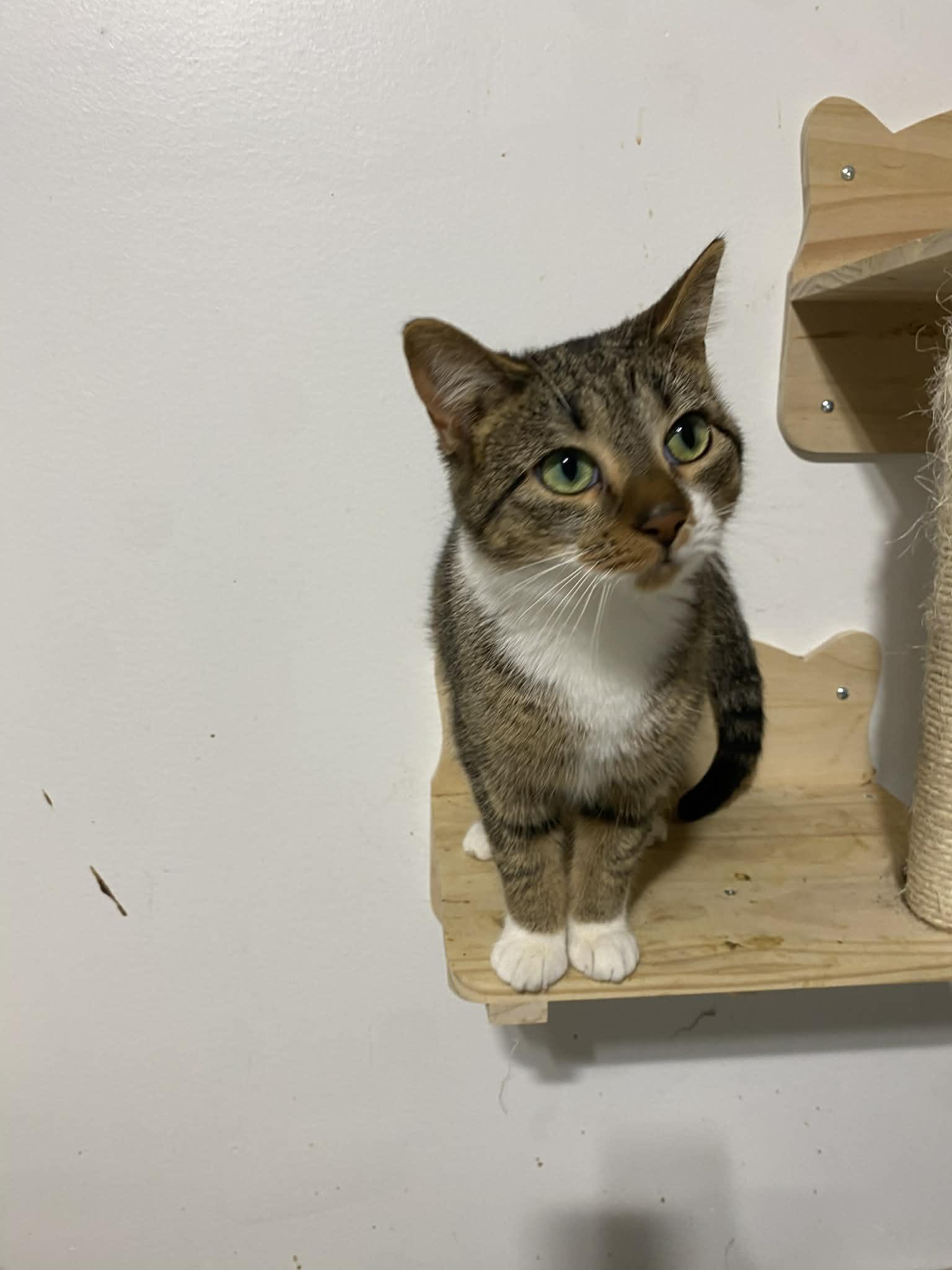 Enlarge Penny , a ADOPTABLE Domestic Short Hair in Barrington Hills, IL image 4/5