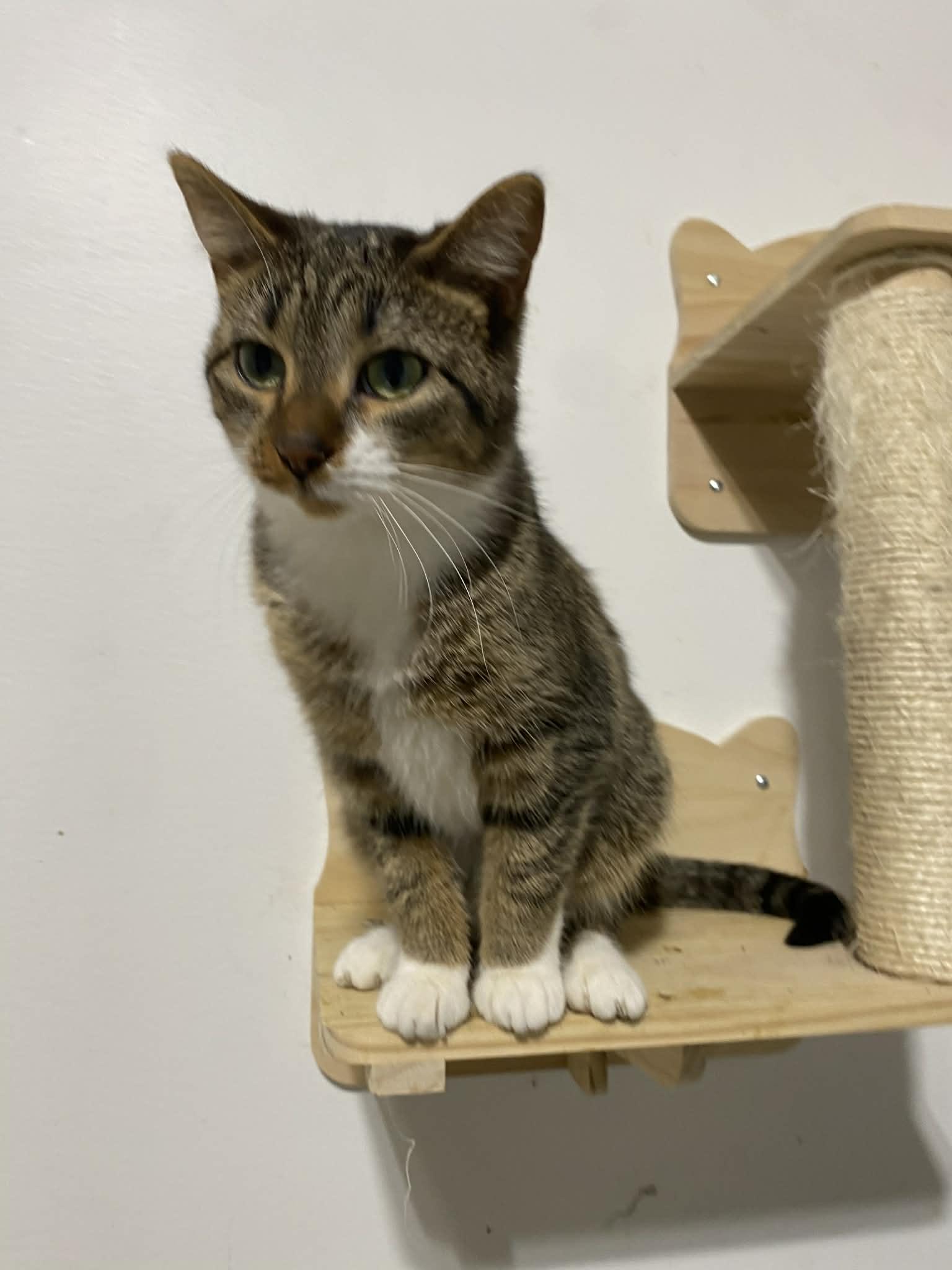 Enlarge Penny , a ADOPTABLE Domestic Short Hair in Barrington Hills, IL image 3/5