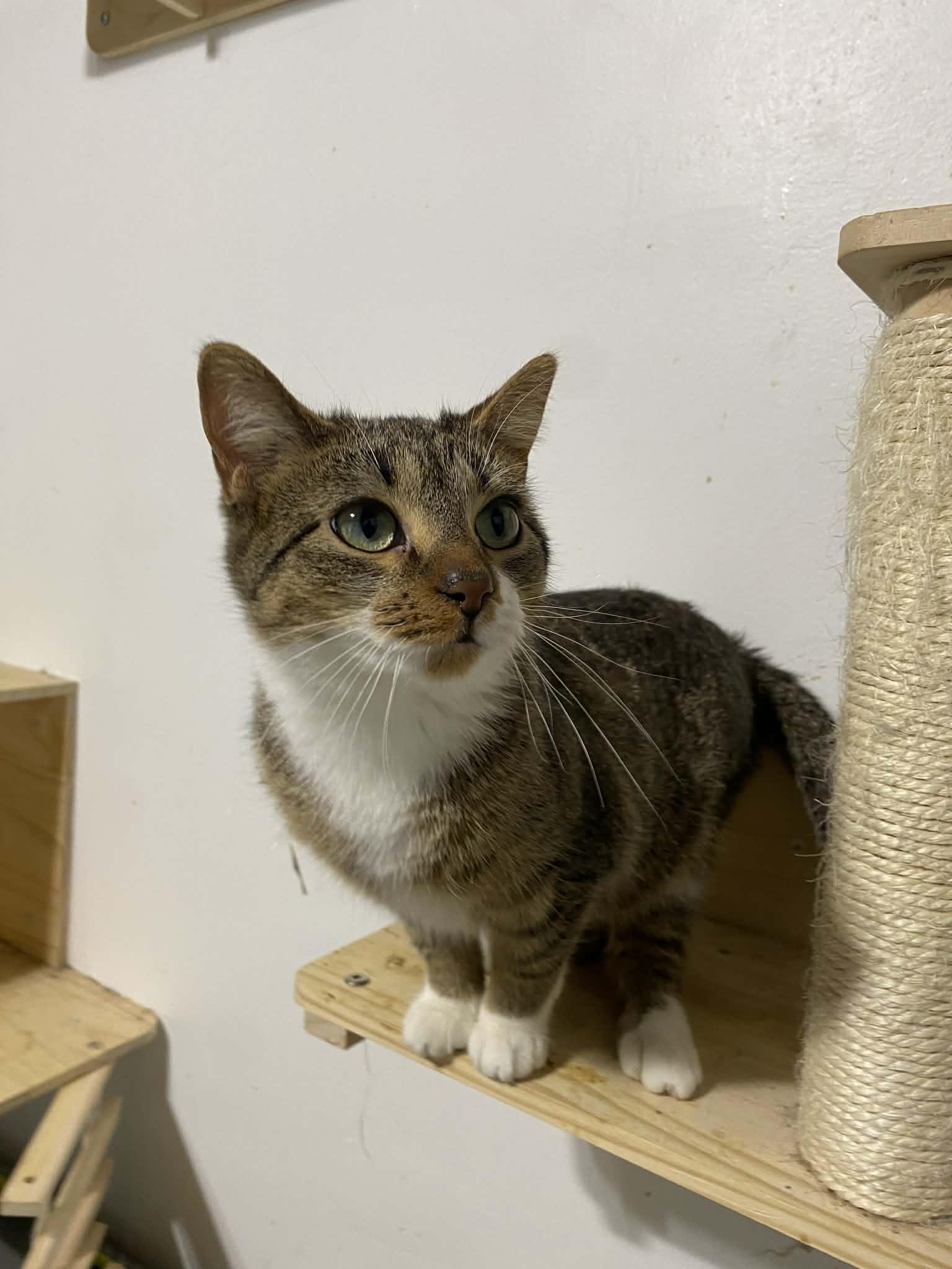 Enlarge Penny , a ADOPTABLE Domestic Short Hair in Barrington Hills, IL image 5/5