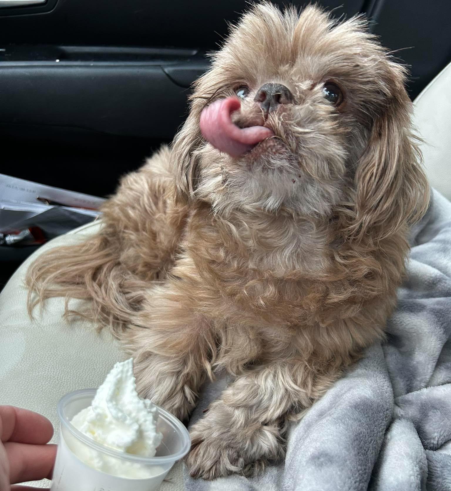 Enlarge Hot Shot Gatlin, a Adoptable Shih Tzu in Saunderstown, RI image 1/3