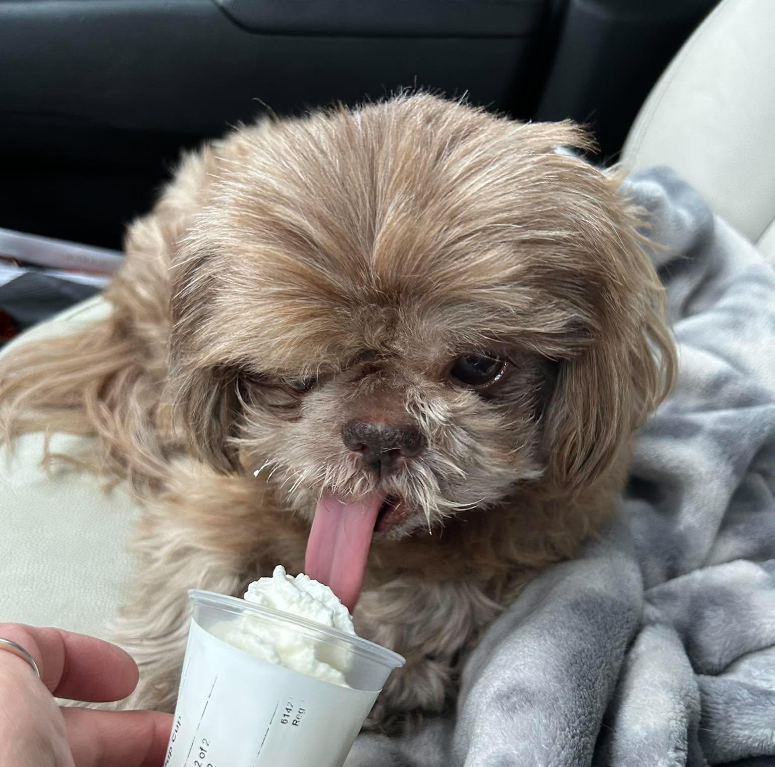 Enlarge Hot Shot Gatlin, a Adoptable Shih Tzu in Saunderstown, RI image 2/3