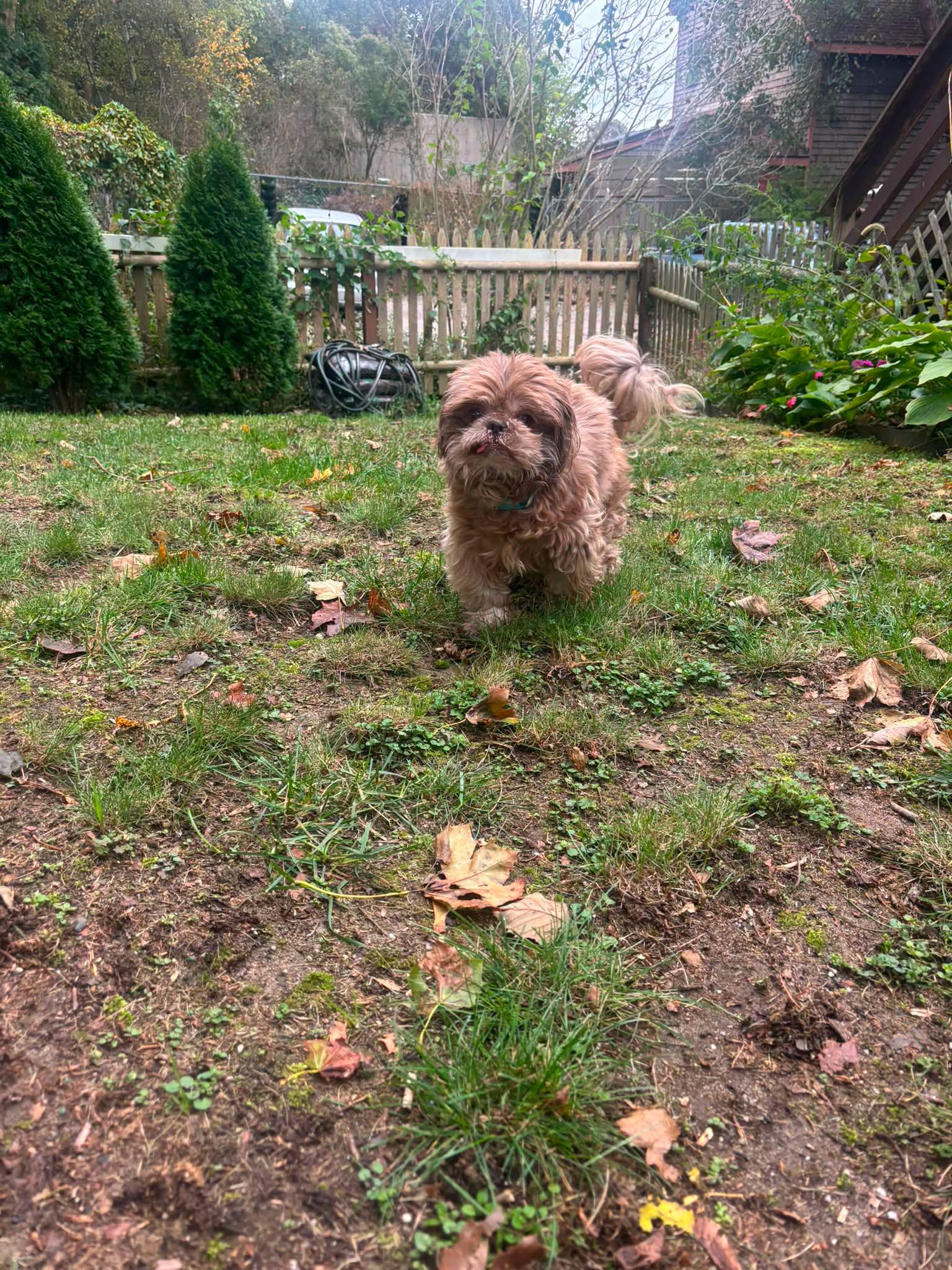 Enlarge Hot Shot Gatlin, a Adoptable Shih Tzu in Saunderstown, RI image 3/3