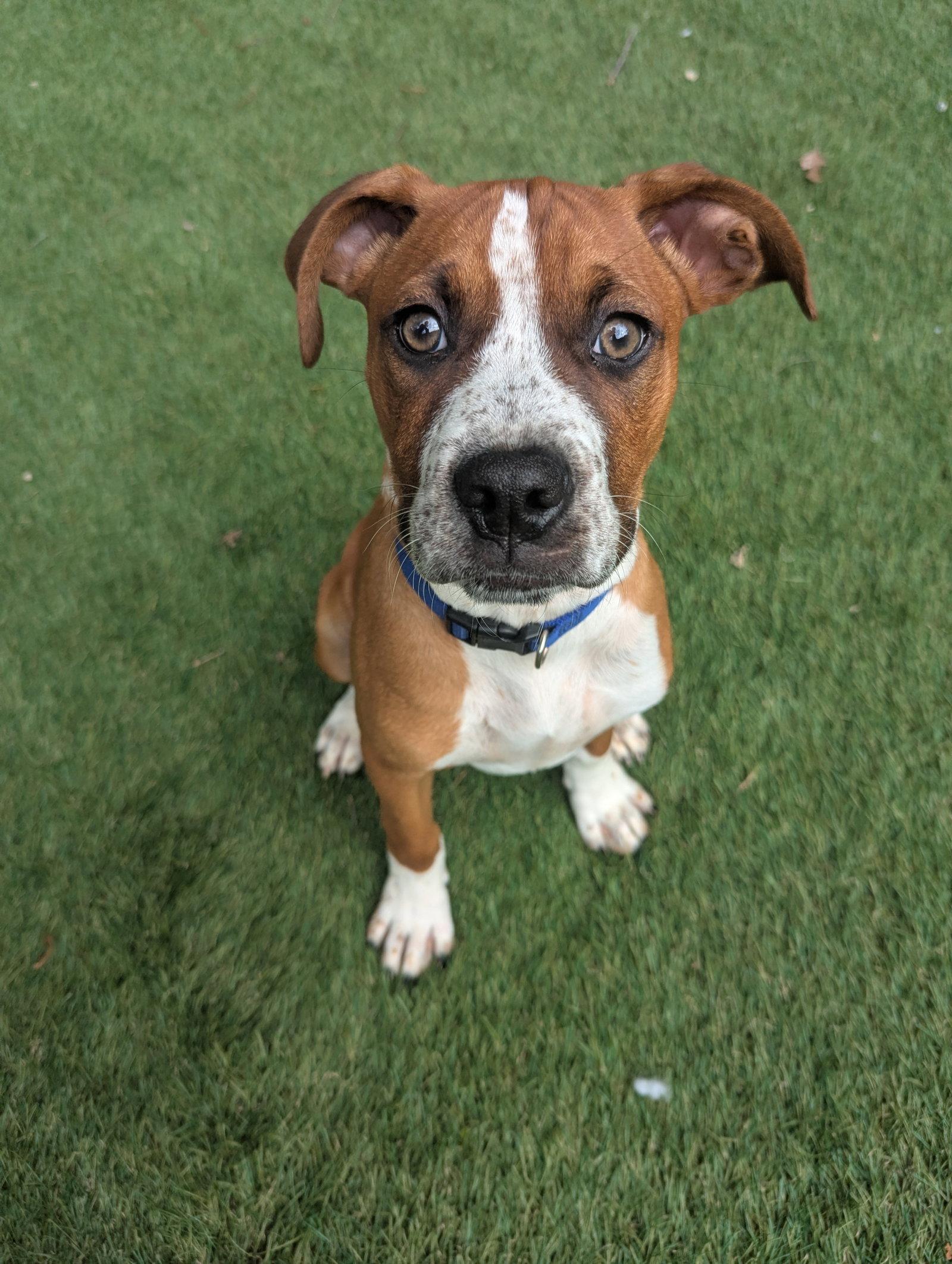 Bo, Adoptable, Puppy Male Boxer.