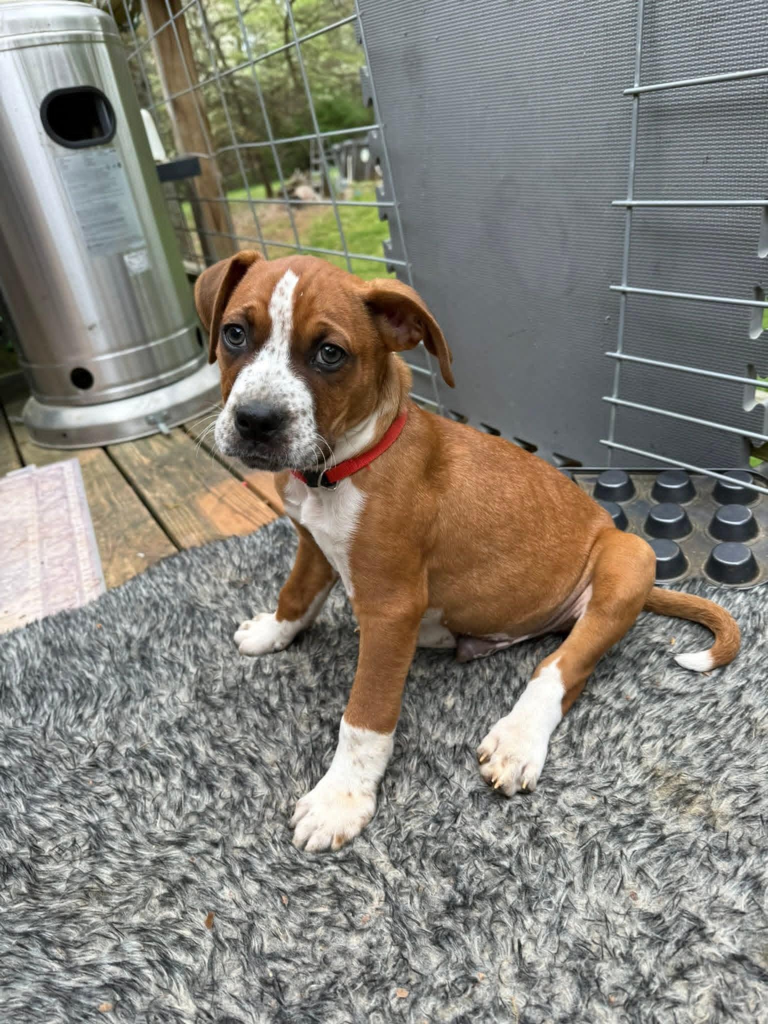 Enlarge Bo, a Adoptable Boxer in Calhoun, GA image 2/3