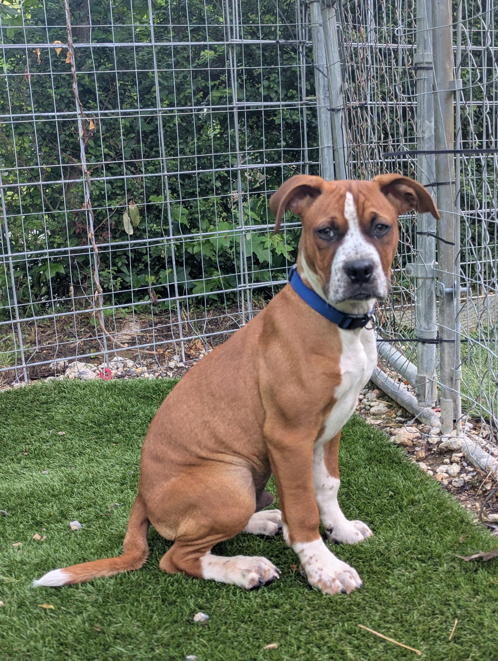 Enlarge Bo, a Adoptable Boxer in Calhoun, GA image 3/3