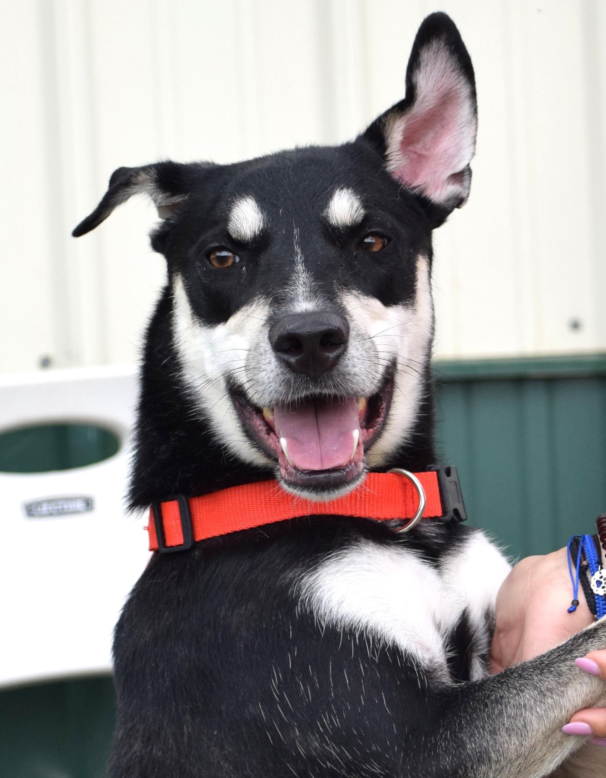 Joey-Available! www.lhar.dog to apply!