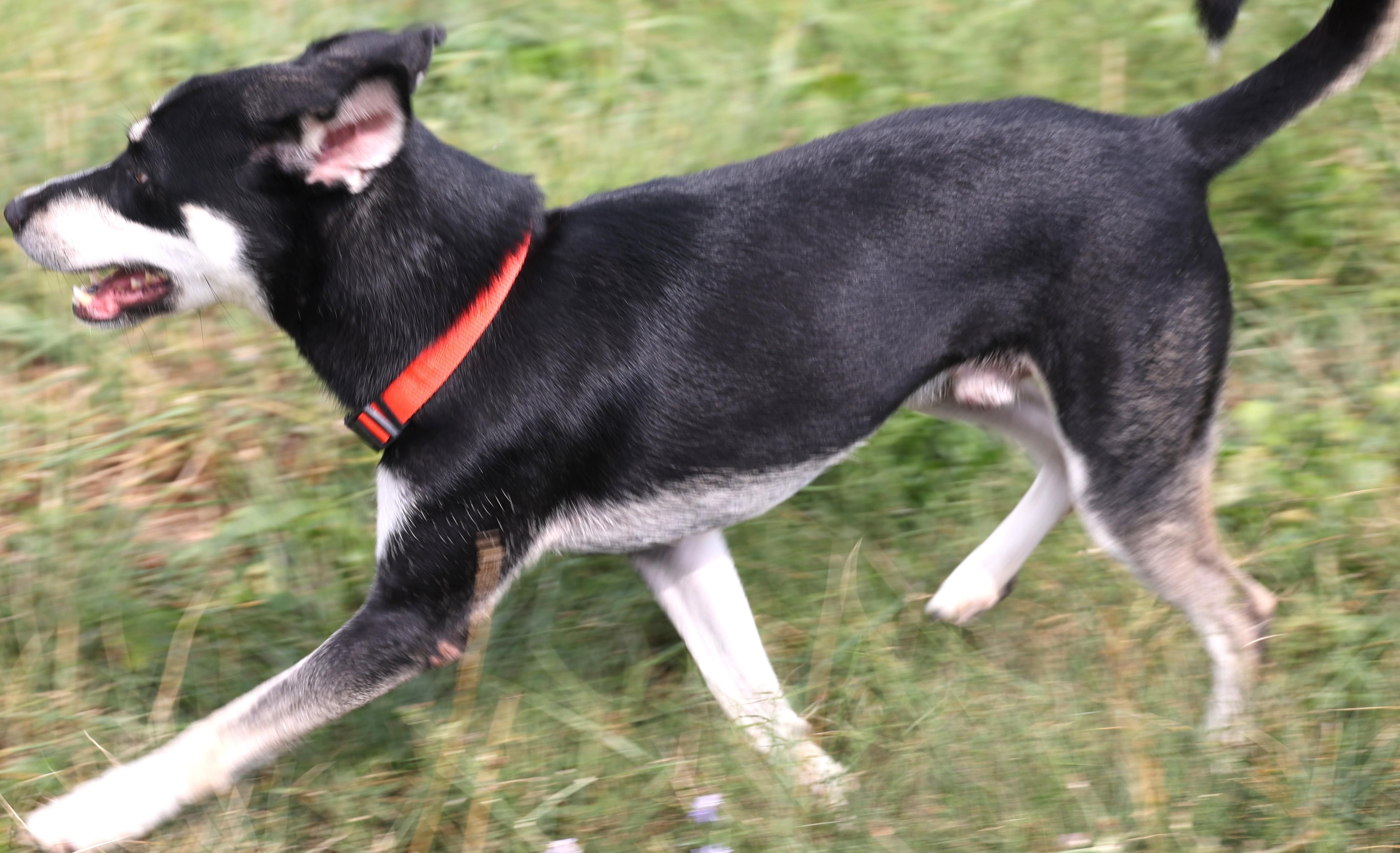 Joey-Available! www.lhar.dog to apply!