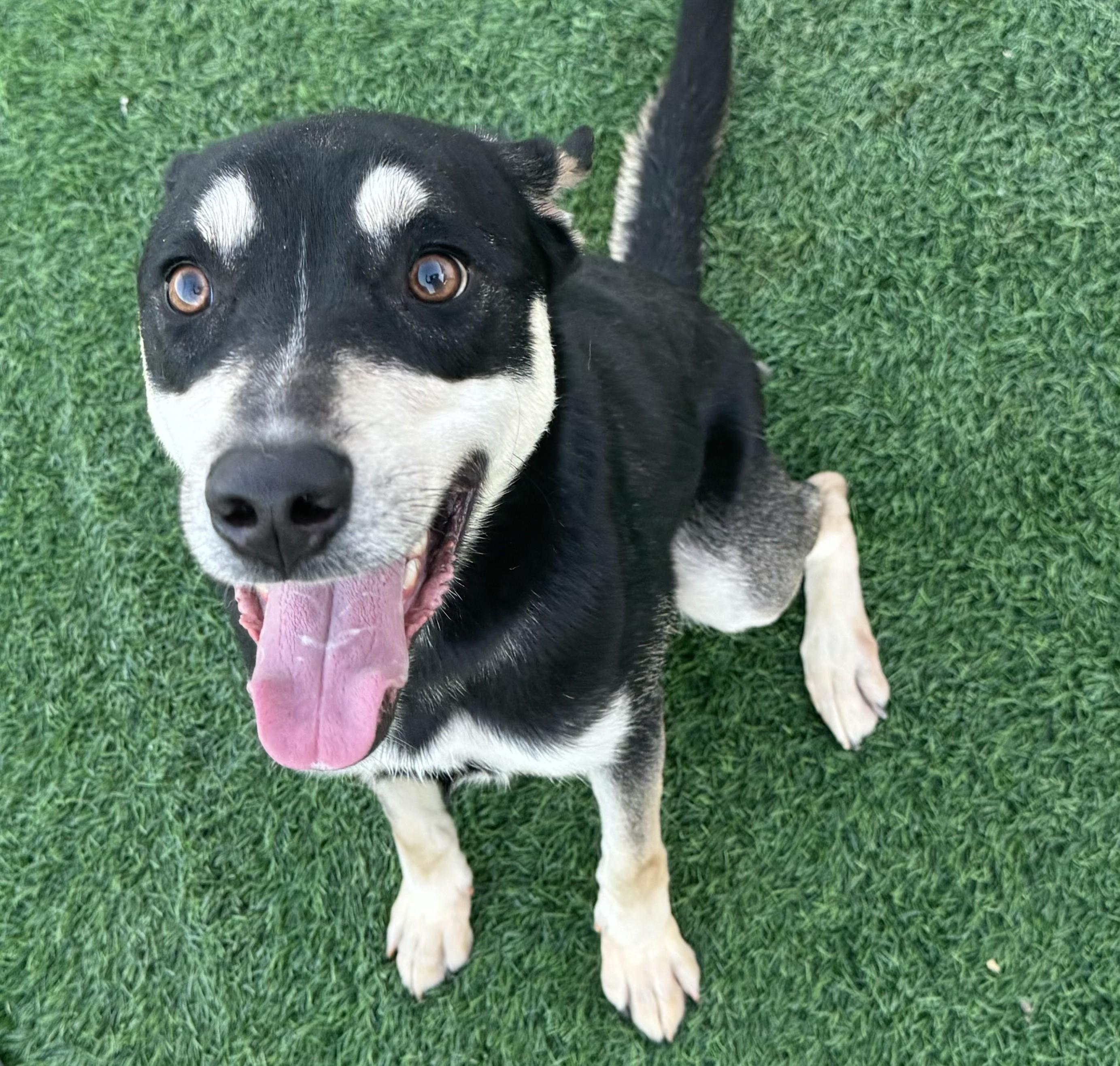 Joey-Available! www.lhar.dog to apply!