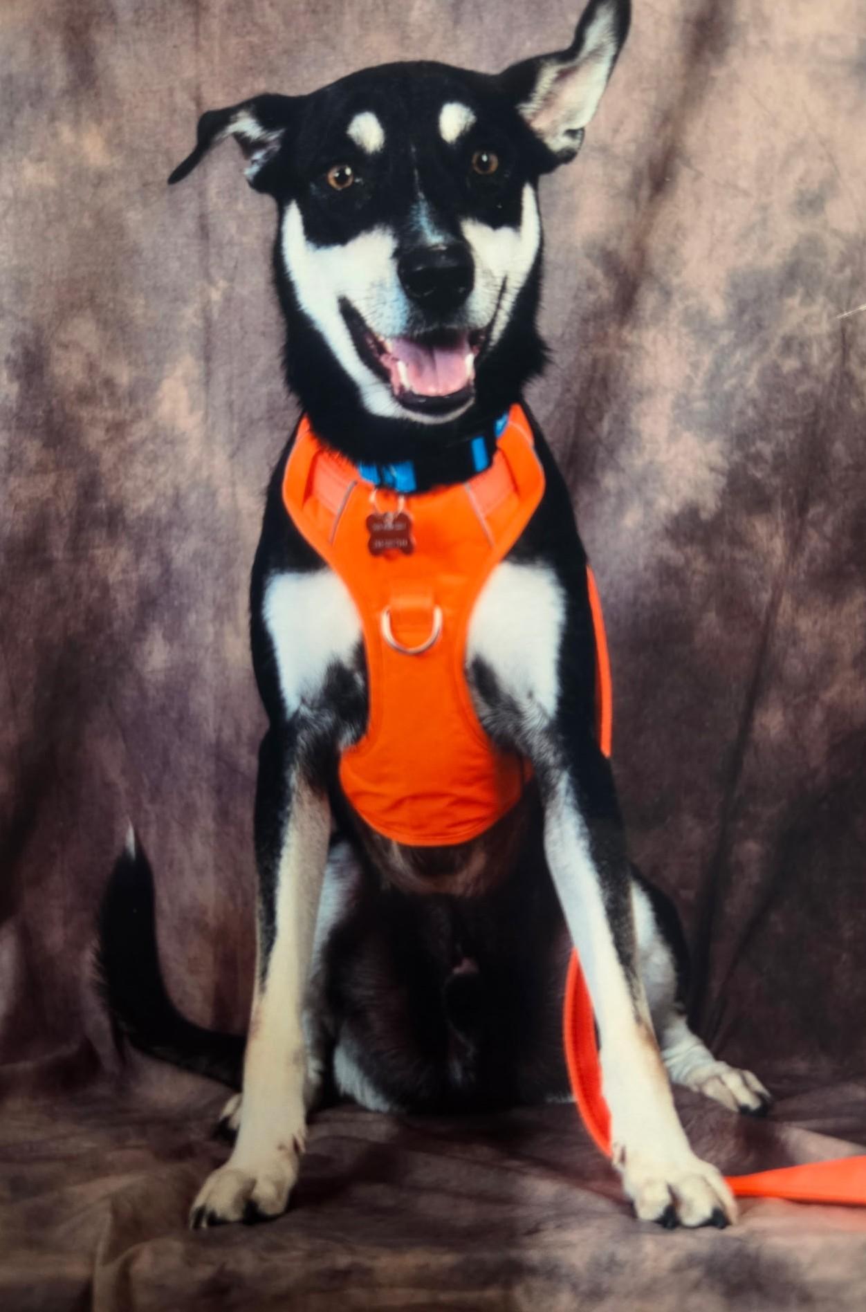 Joey-Available! www.lhar.dog to apply!